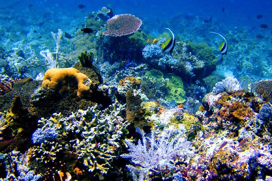 Hikkaduwa Coral Reef